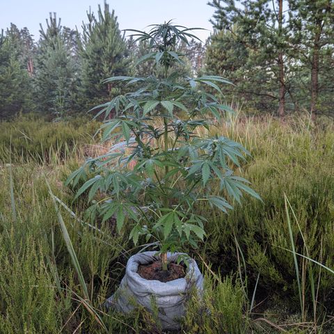 Pink Runtz Automatic #7 growlog timeline photo