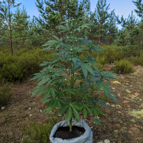 Green Gelato #5 growlog timeline photo