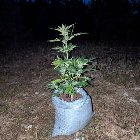 Royal Bluematic #9 growlog timeline photo