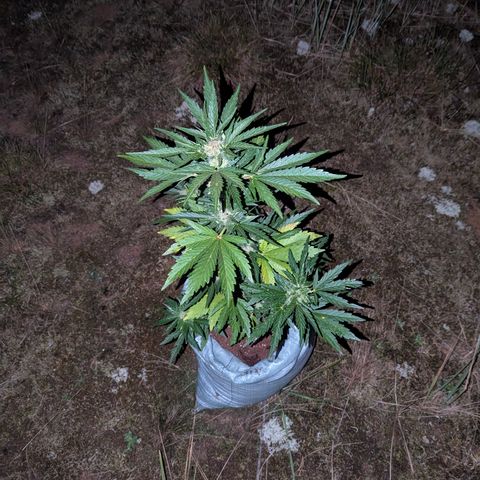 Royal Bluematic #9 growlog timeline photo