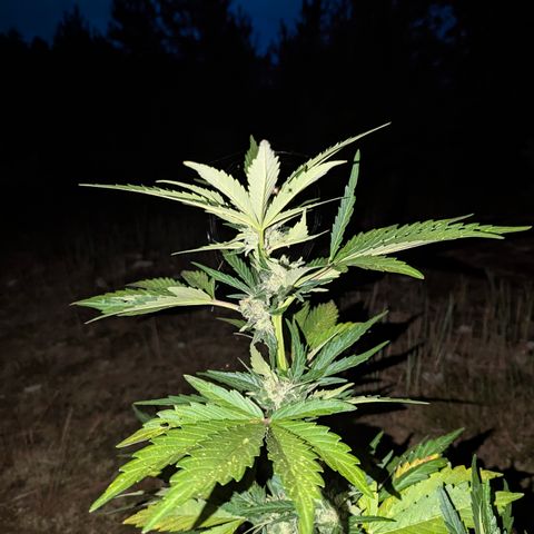 Royal Bluematic #9 growlog timeline photo
