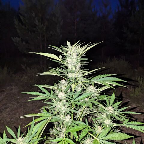 Royal Gorilla Automatic #3 growlog timeline photo