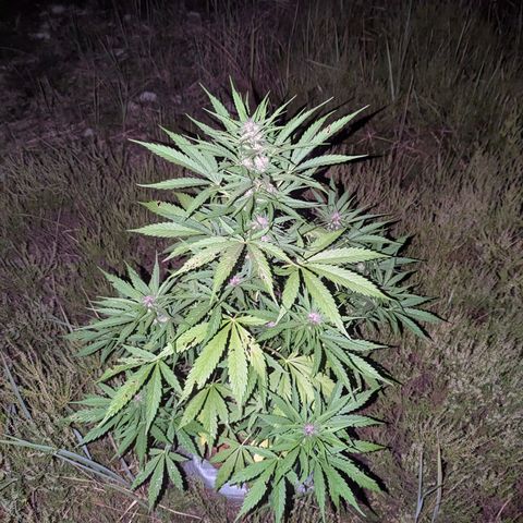 Pink Runtz Automatic #7 growlog timeline photo