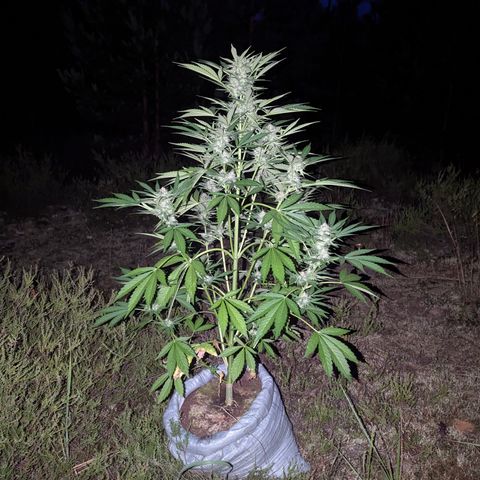 Royal Gorilla Automatic #3 growlog timeline photo