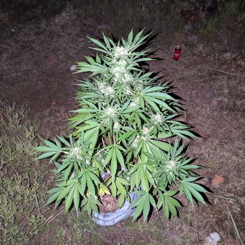 Royal Gorilla Automatic #3 growlog timeline photo
