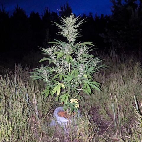 Pink Runtz Automatic #7 growlog timeline photo