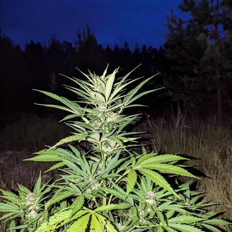 Pink Runtz Automatic #7 growlog timeline photo