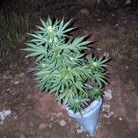 Purplematic CBD #4 growlog timeline photo