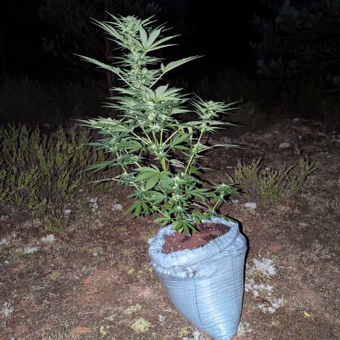 Purplematic CBD #4 growlog timeline photo