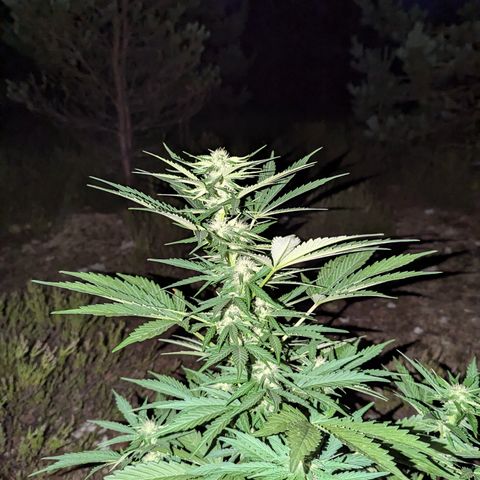Purplematic CBD #4 growlog timeline photo