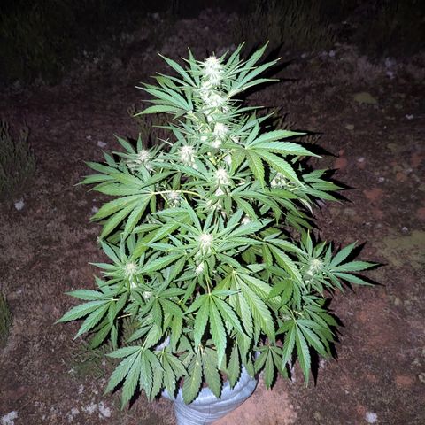 Green Gelato #5 growlog timeline photo