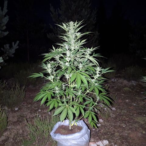 Green Gelato #5 growlog timeline photo
