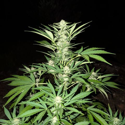 Green Gelato #5 growlog timeline photo
