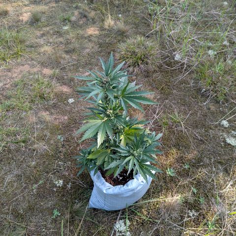 Royal Bluematic #9 growlog timeline photo