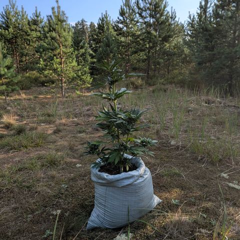 Royal Bluematic #9 growlog timeline photo