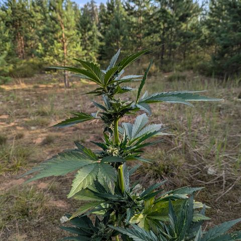 Royal Bluematic #9 growlog timeline photo