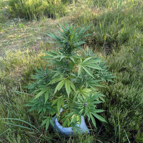 Pink Runtz Automatic #7 growlog timeline photo