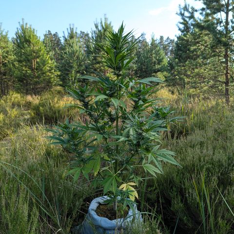 Pink Runtz Automatic #7 growlog timeline photo