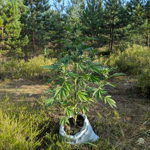 Royal Gorilla Automatic #3 growlog timeline photo
