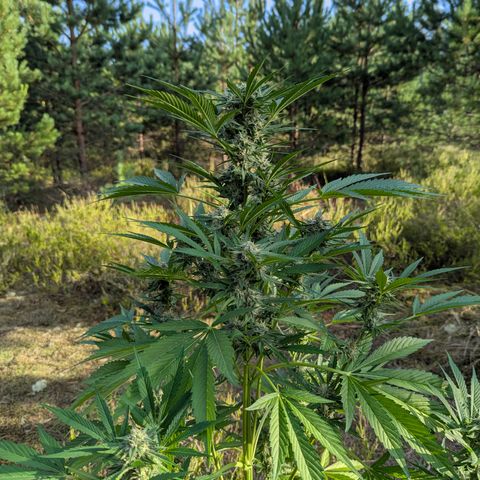 Royal Gorilla Automatic #3 growlog timeline photo