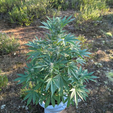 Green Gelato #5 growlog timeline photo