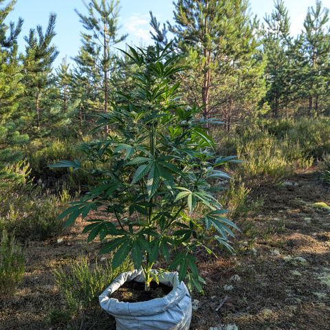 Green Gelato #5 growlog timeline photo