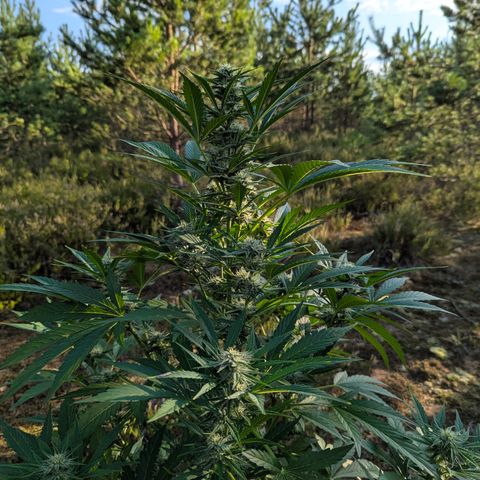 Green Gelato #5 growlog timeline photo