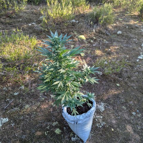 Purplematic CBD #4 growlog timeline photo