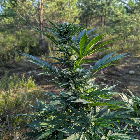 Purplematic CBD #4 growlog timeline photo