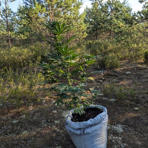 Purplematic CBD #4 growlog timeline photo