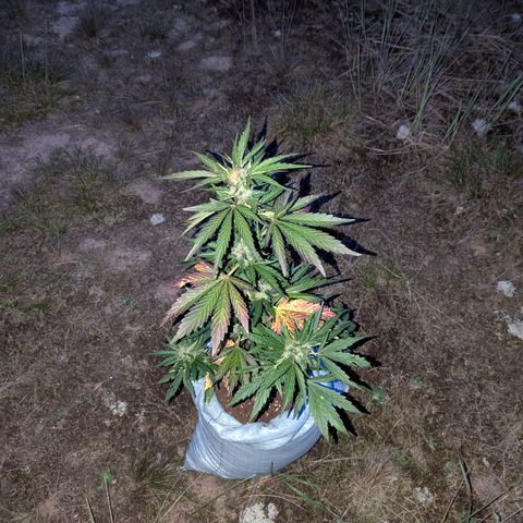 Royal Bluematic #9 growlog timeline photo
