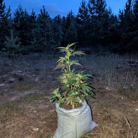 Royal Bluematic #9 growlog timeline photo