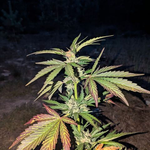 Royal Bluematic #9 growlog timeline photo