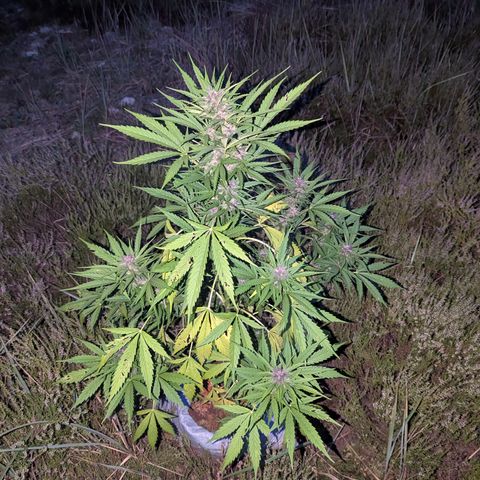 Pink Runtz Automatic #7 growlog timeline photo