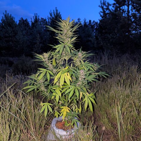 Pink Runtz Automatic #7 growlog timeline photo