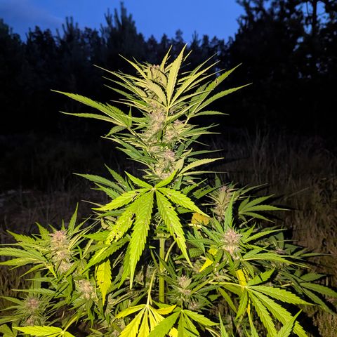 Pink Runtz Automatic #7 growlog timeline photo