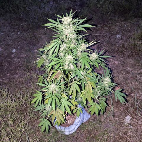 Royal Gorilla Automatic #3 growlog timeline photo
