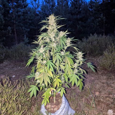 Royal Gorilla Automatic #3 growlog timeline photo