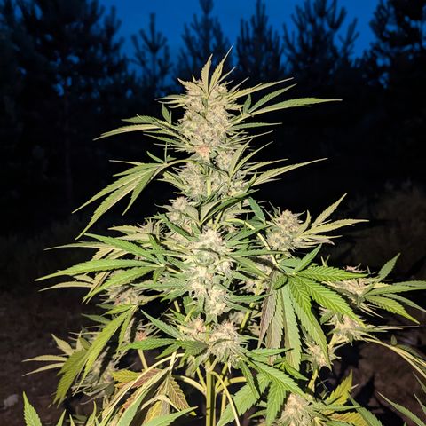 Royal Gorilla Automatic #3 growlog timeline photo