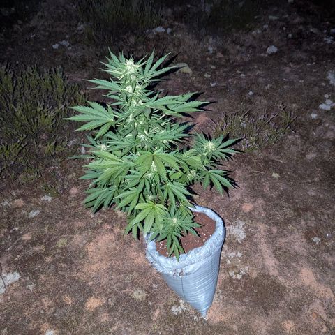 Purplematic CBD #4 growlog timeline photo