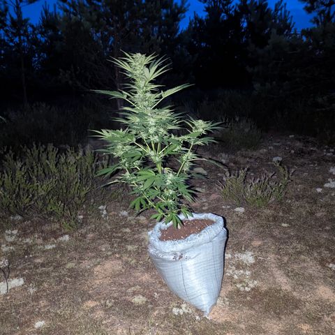 Purplematic CBD #4 growlog timeline photo