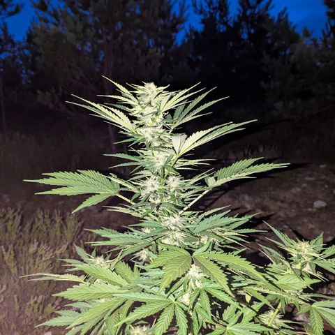 Purplematic CBD #4 growlog timeline photo