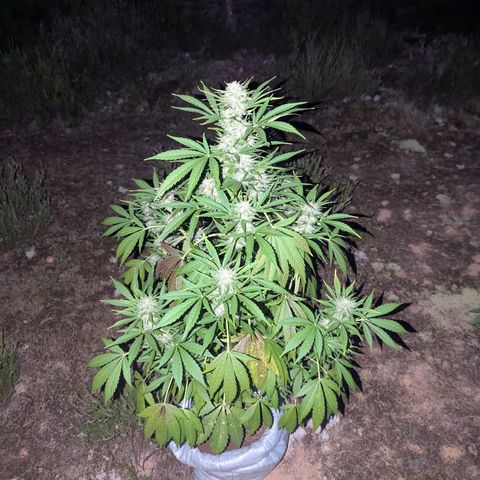 Green Gelato #5 growlog timeline photo
