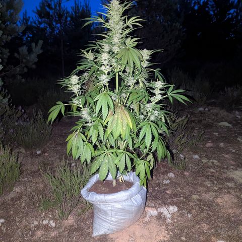 Green Gelato #5 growlog timeline photo