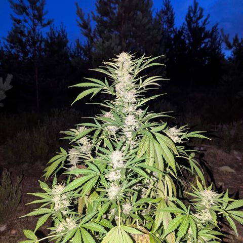 Green Gelato #5 growlog timeline photo