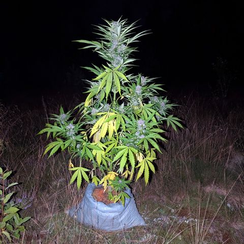 Pink Runtz Automatic #7 growlog timeline photo