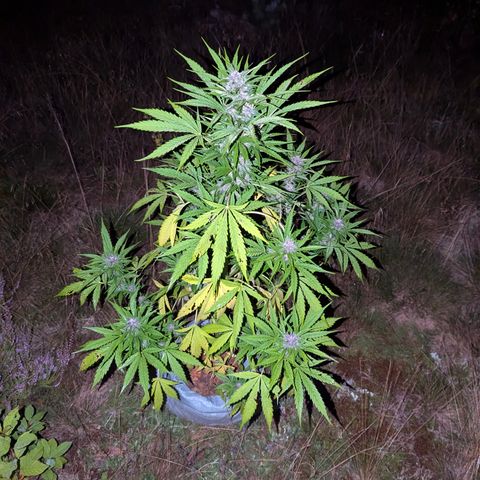 Pink Runtz Automatic #7 growlog timeline photo
