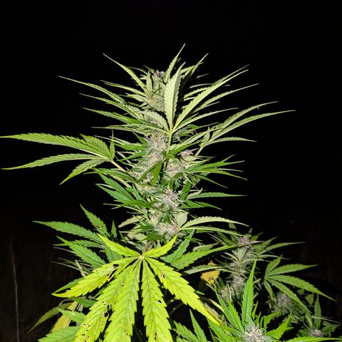 Pink Runtz Automatic #7 growlog timeline photo