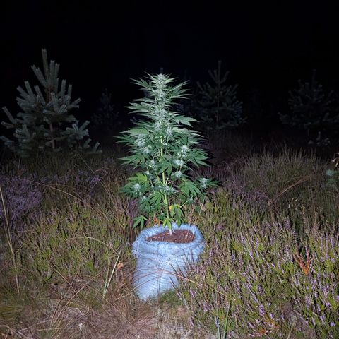 Purplematic CBD #4 growlog timeline photo