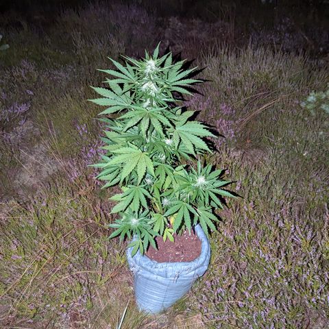 Purplematic CBD #4 growlog timeline photo